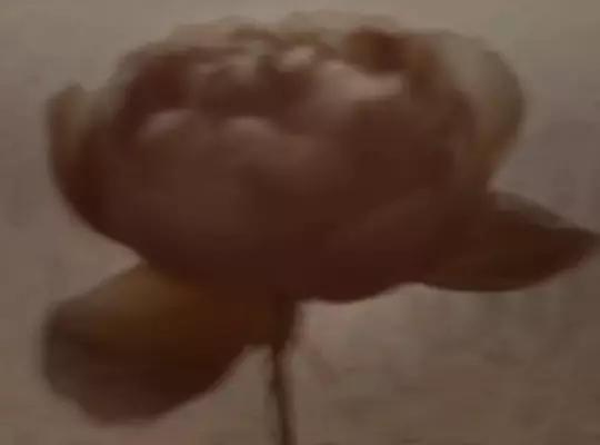 Blurred close-up of a large rose or peony bloom in warm sepia tones against a pale background.