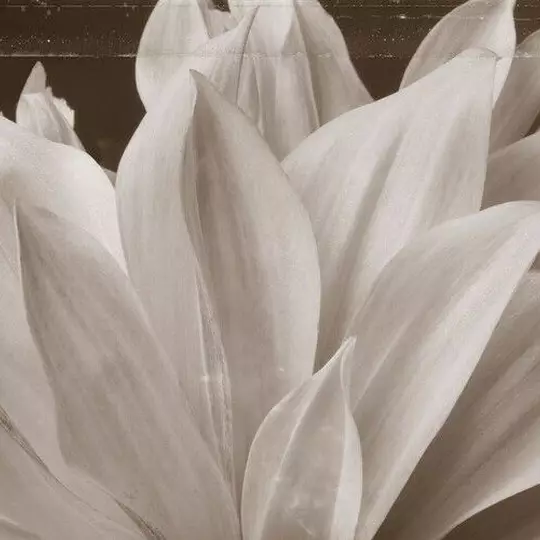 Floral Image