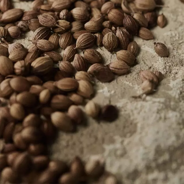 Close-up of coriander seeds scattered across a pale textured surface.