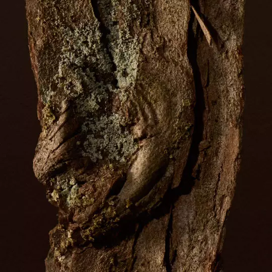 Woody Image