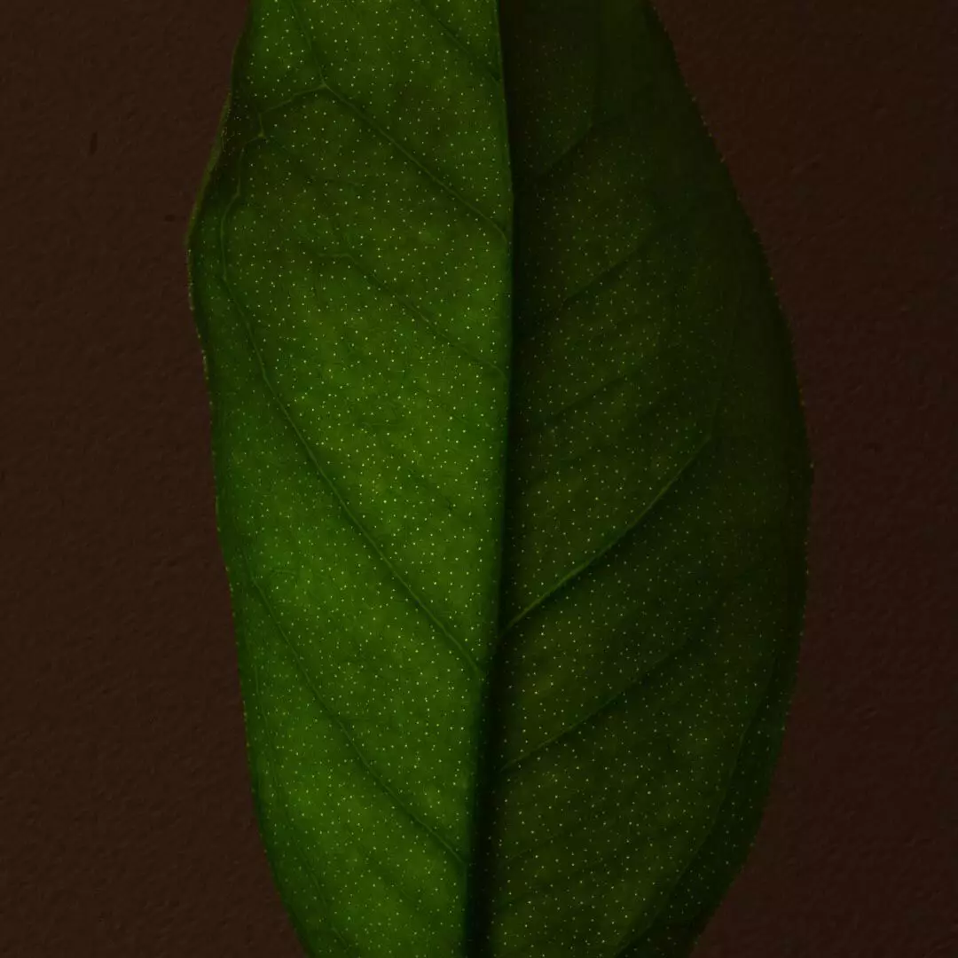 Close-up of a green leaf with a central vein against a dark brown background.