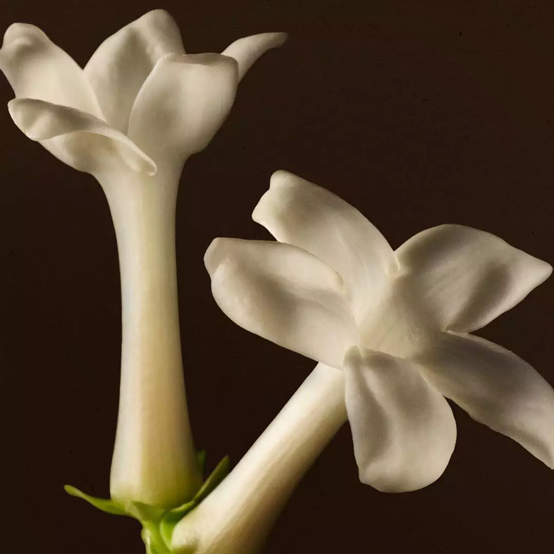 Close-up of white blossoms with long stems against a dark background.
