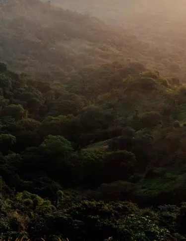 Dense green forest canopy over rolling hills, lit by muted sunlight and light haze, with layered foliage textures.