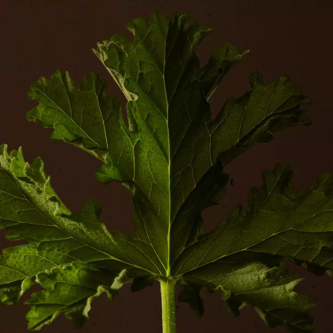 Close-up of a serrated green leaf with deep lobes against a dark background.