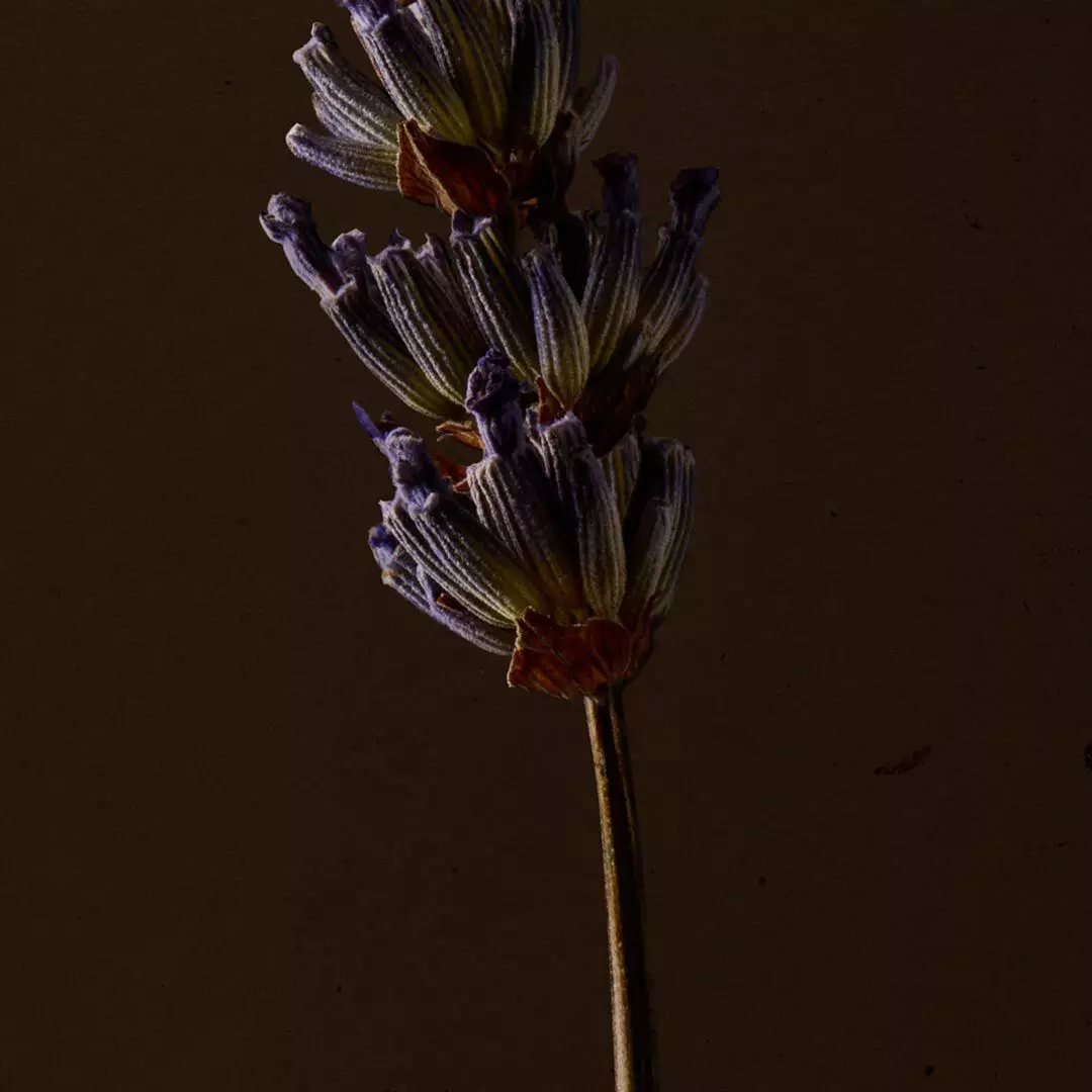 Close-up of a purple flower spike on a slender stem against a dark background.