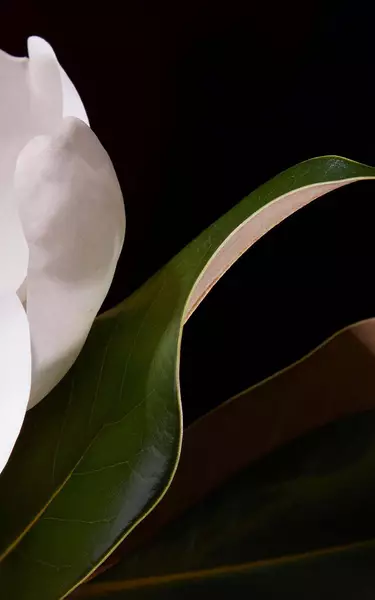 White flower petal and glossy green leaves against a deep black background, with curved edges and soft directional lighting.