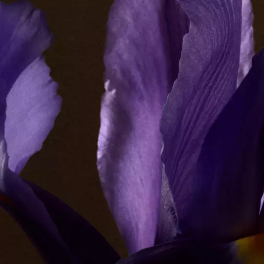 Floral Image