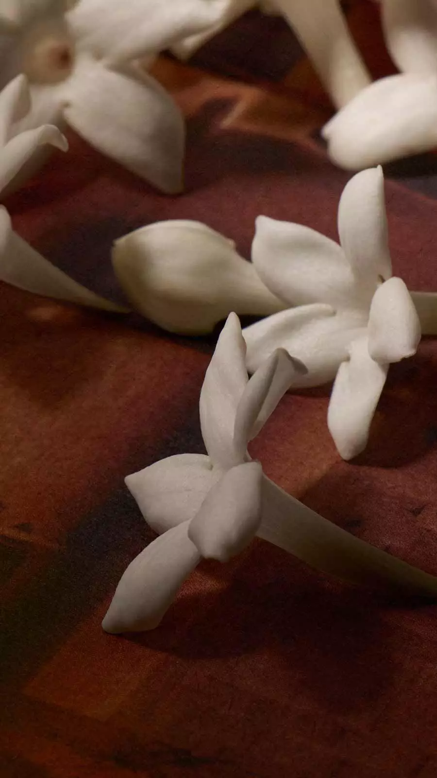 White star-shaped jasmine flowers scattered on a deep red-brown textured surface.