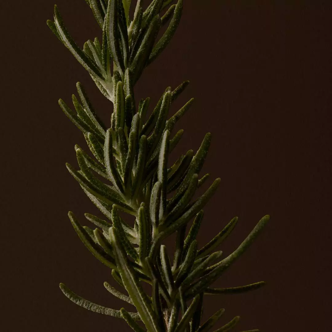 Close-up of a rosemary sprig with narrow green leaves against a dark background.