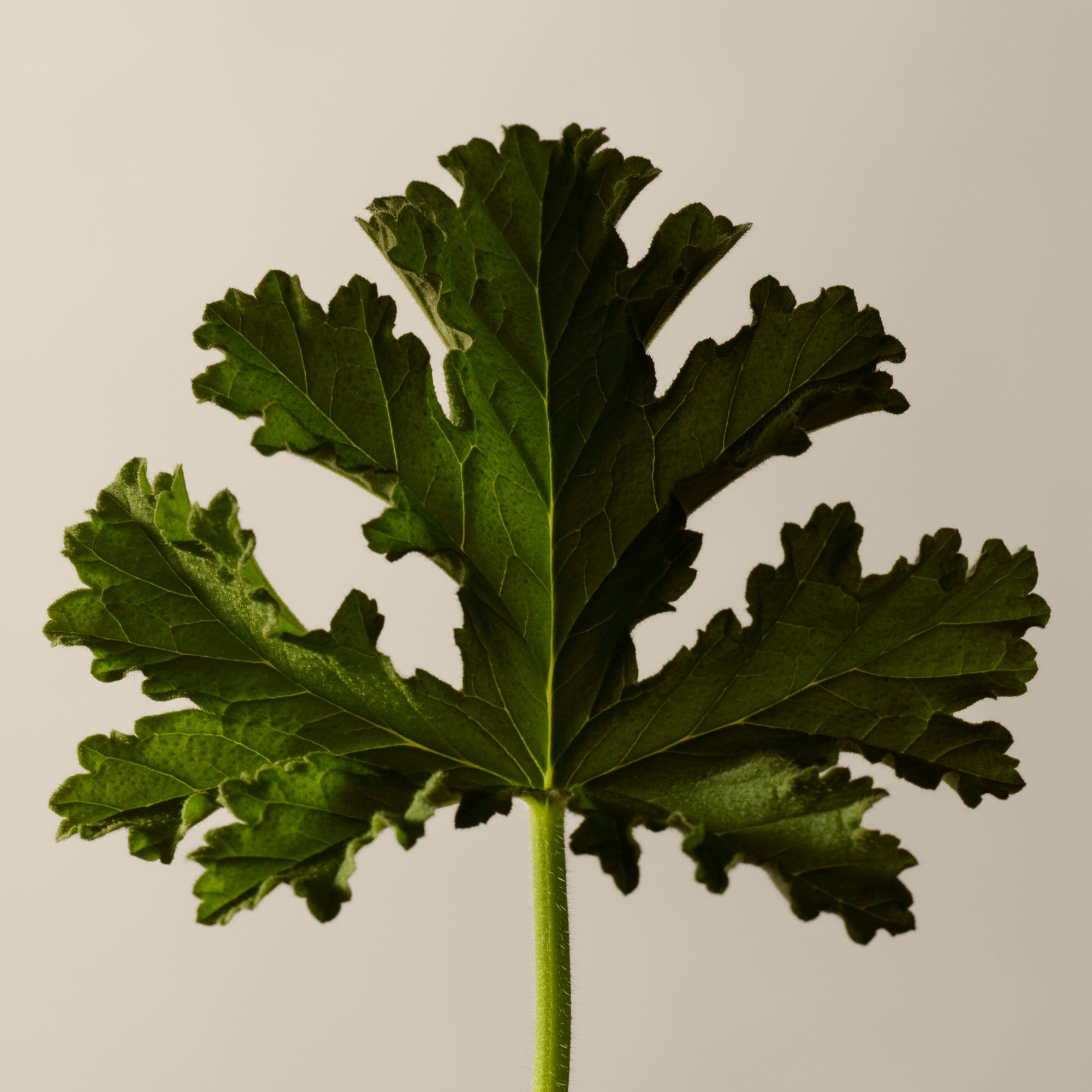 Geranium Leaf Duet