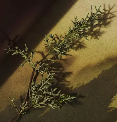 Aesop How To