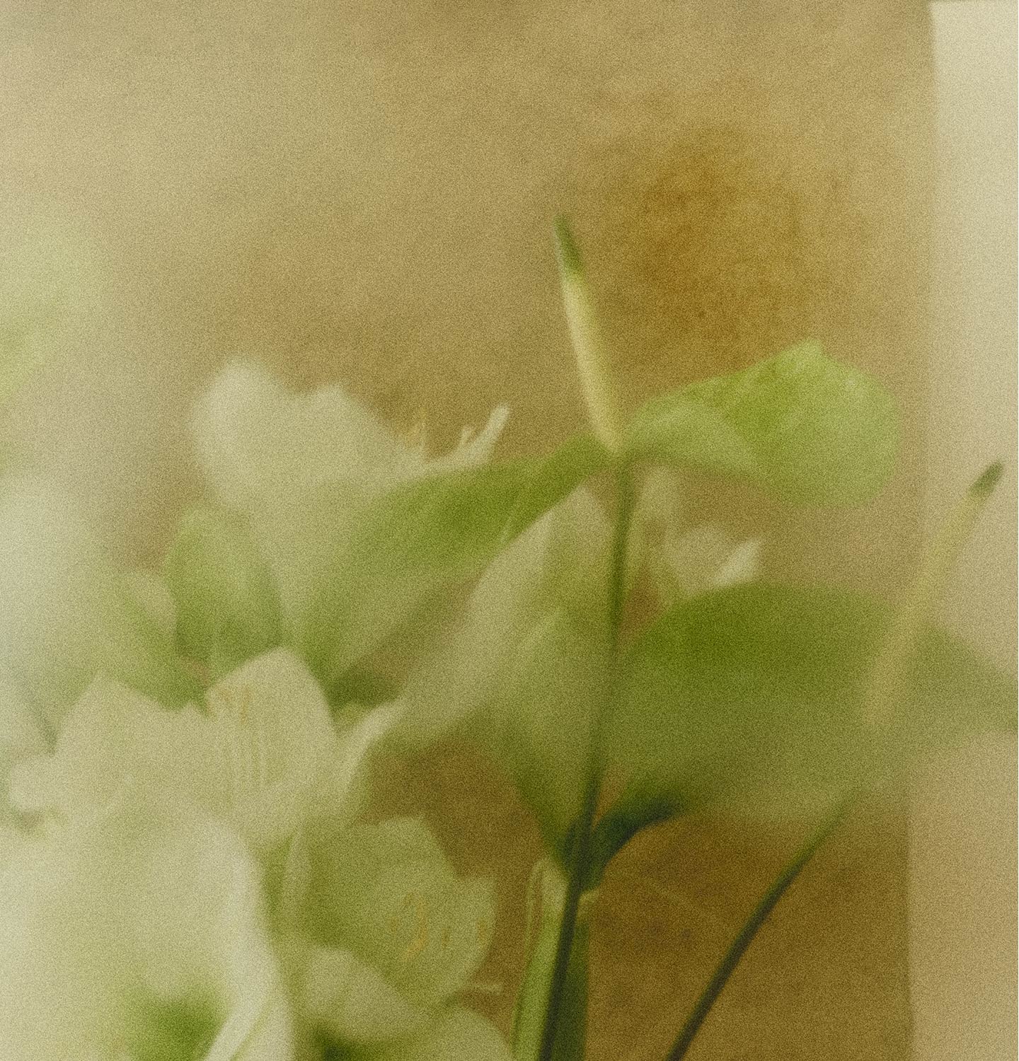 Green and white flowers in blur 
