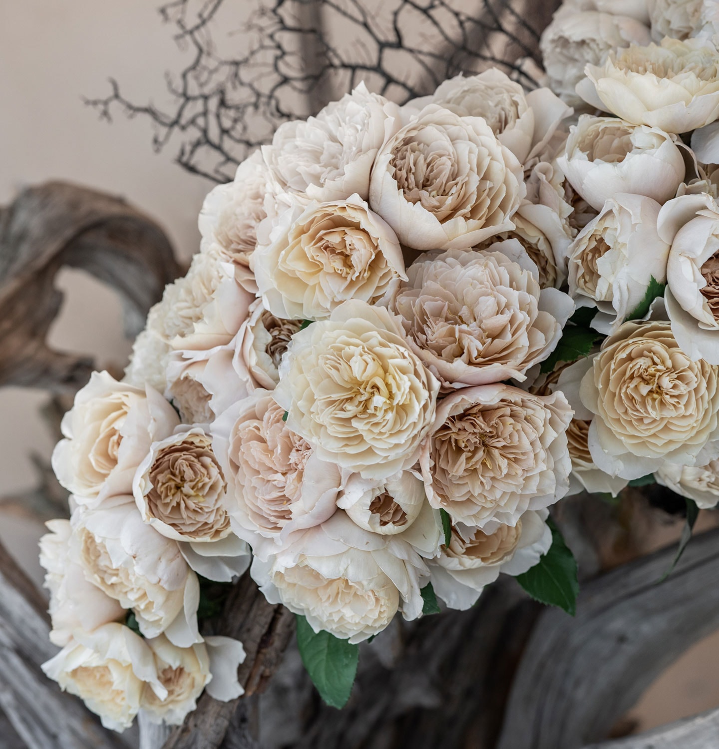 Pink & white flowers 