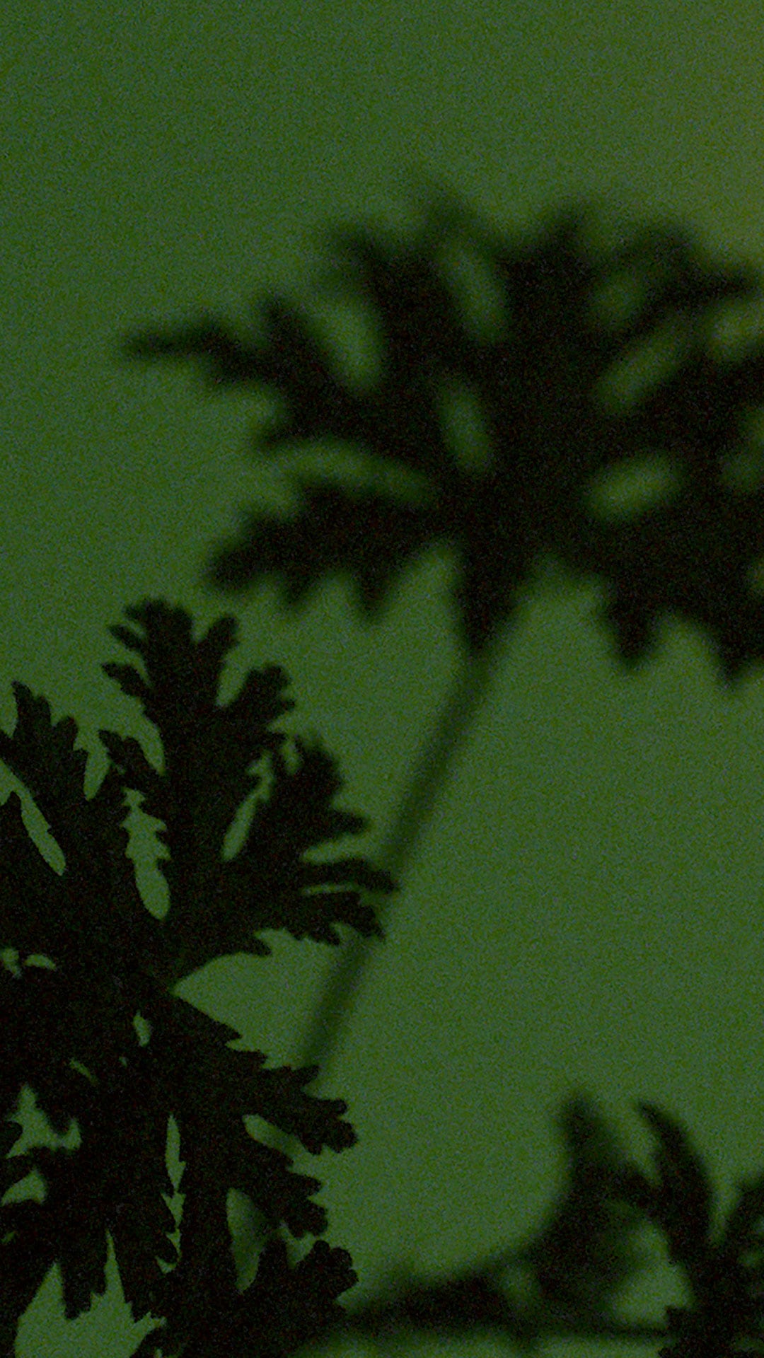 A silhouette of a geranium leaf.