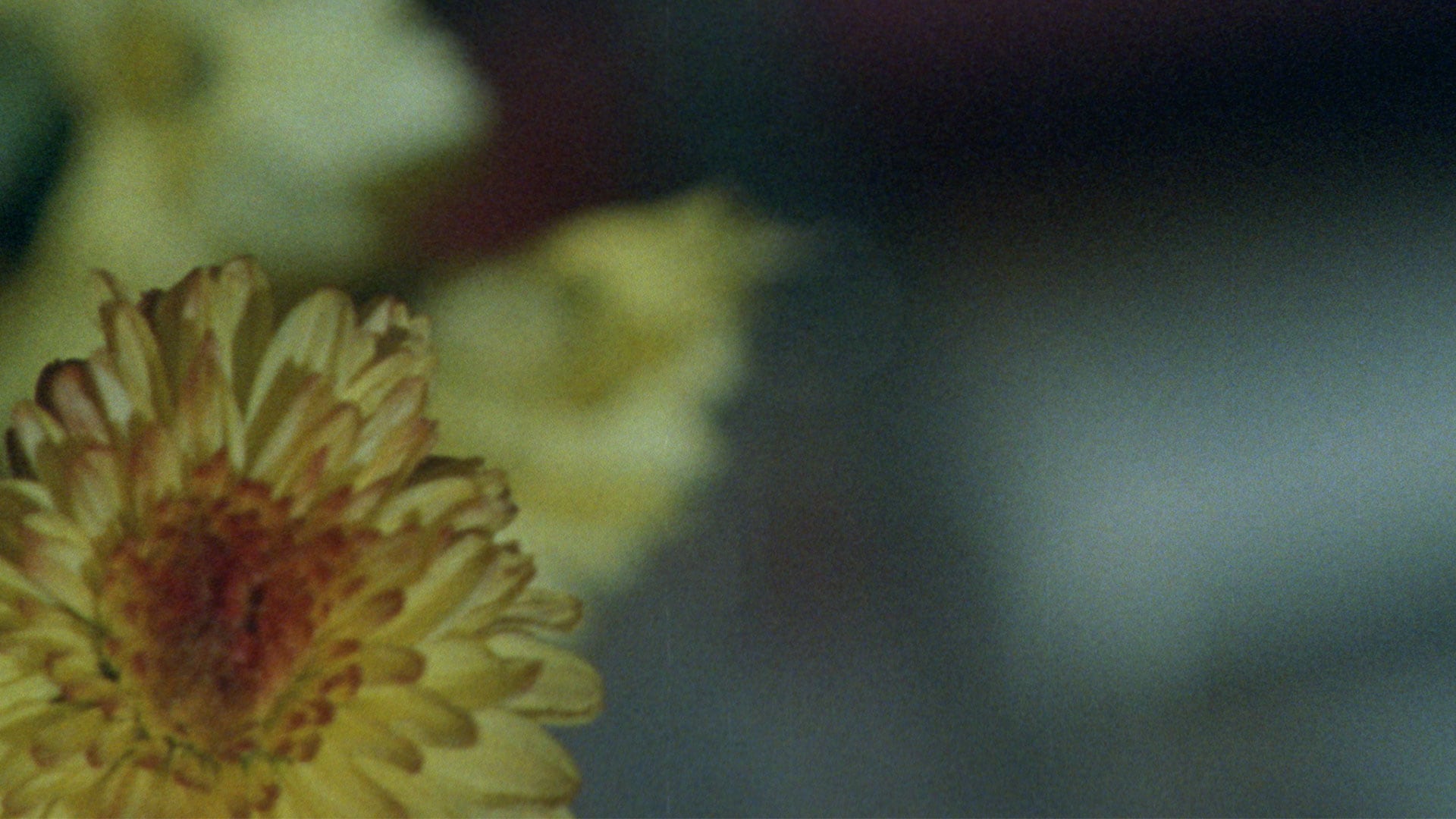 Still from The Mirror Garden, a film by Tom Chomont
