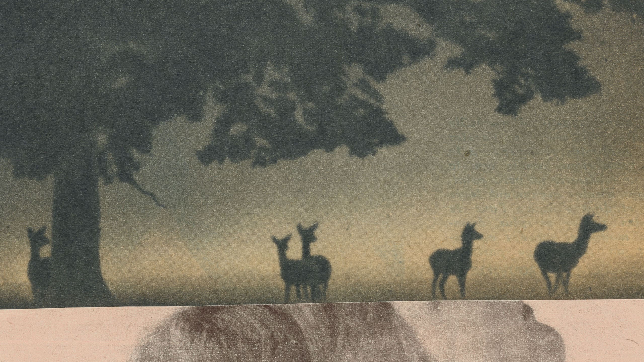 Photograph collage of deer's in a woodland and side profile of a woman's head 