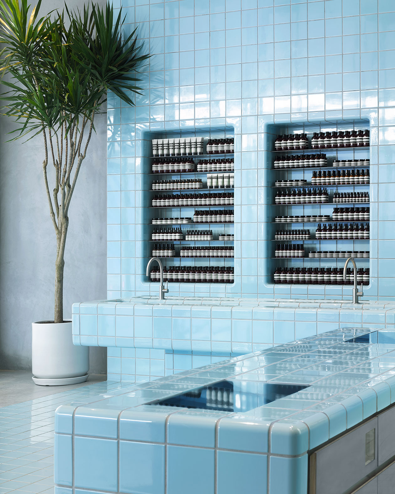 A palm tree sits next to a light-blue tiled wall holding Aesop bottles. 