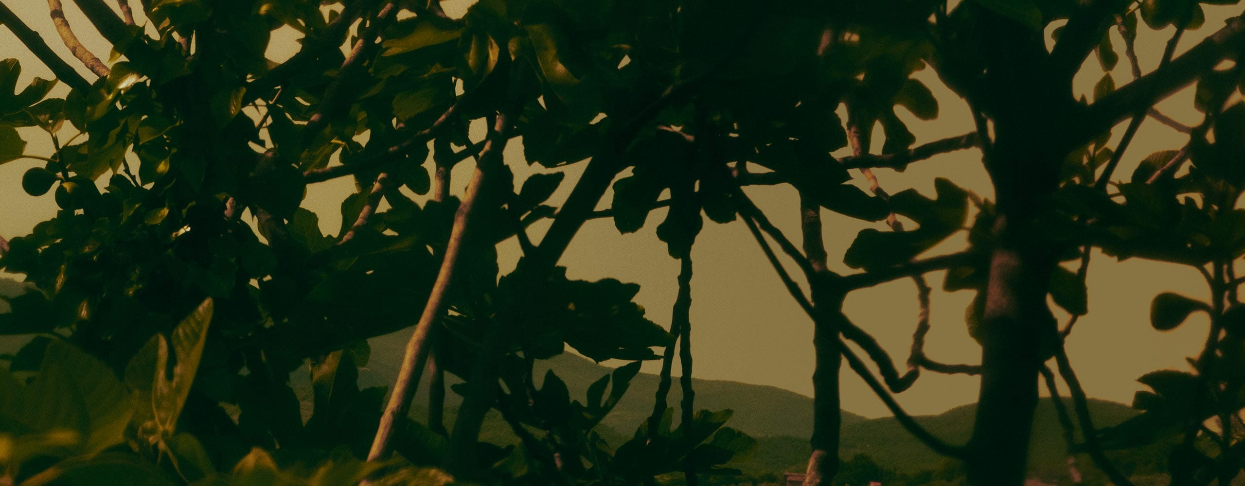 The silhouetted, leafy foliage