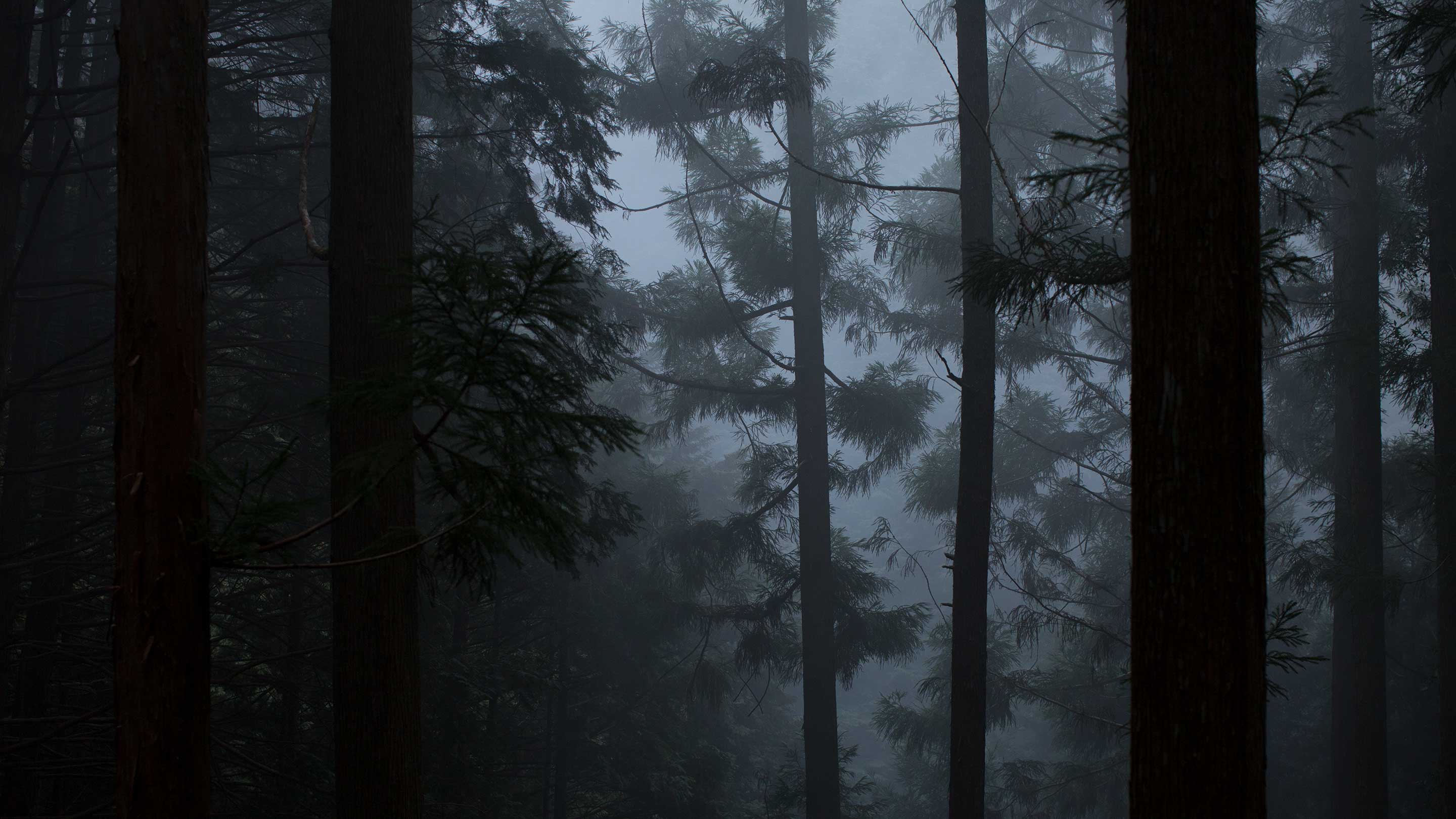 Fotografía de árboles hiba centenarios en un bosque japonés de hinoki