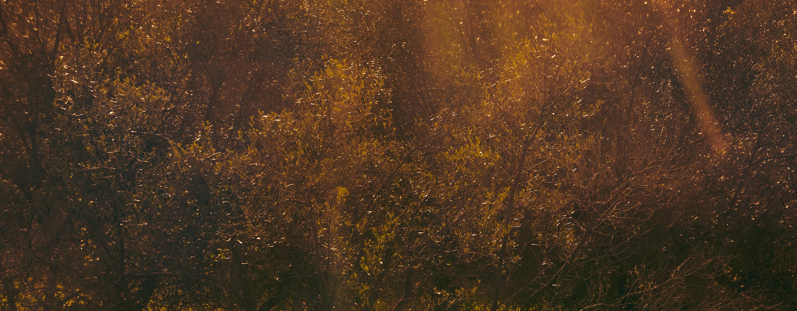 The silhouetted branches and foliage of the trees under the golden glow sky