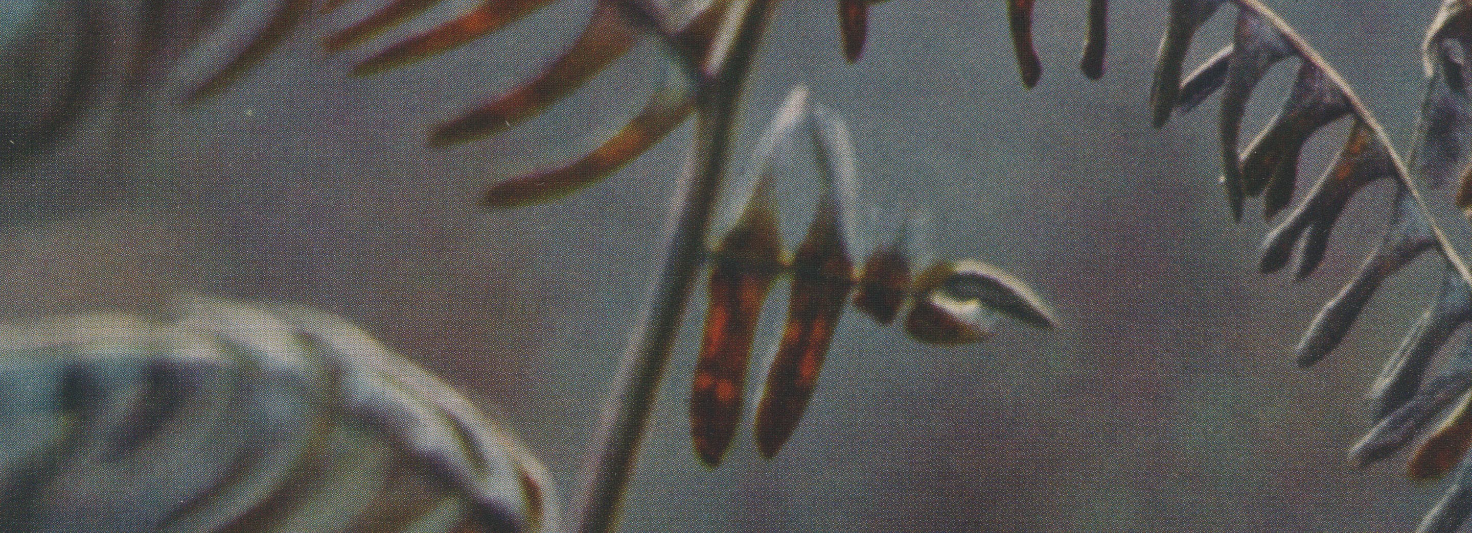 Close-up photography of flora.