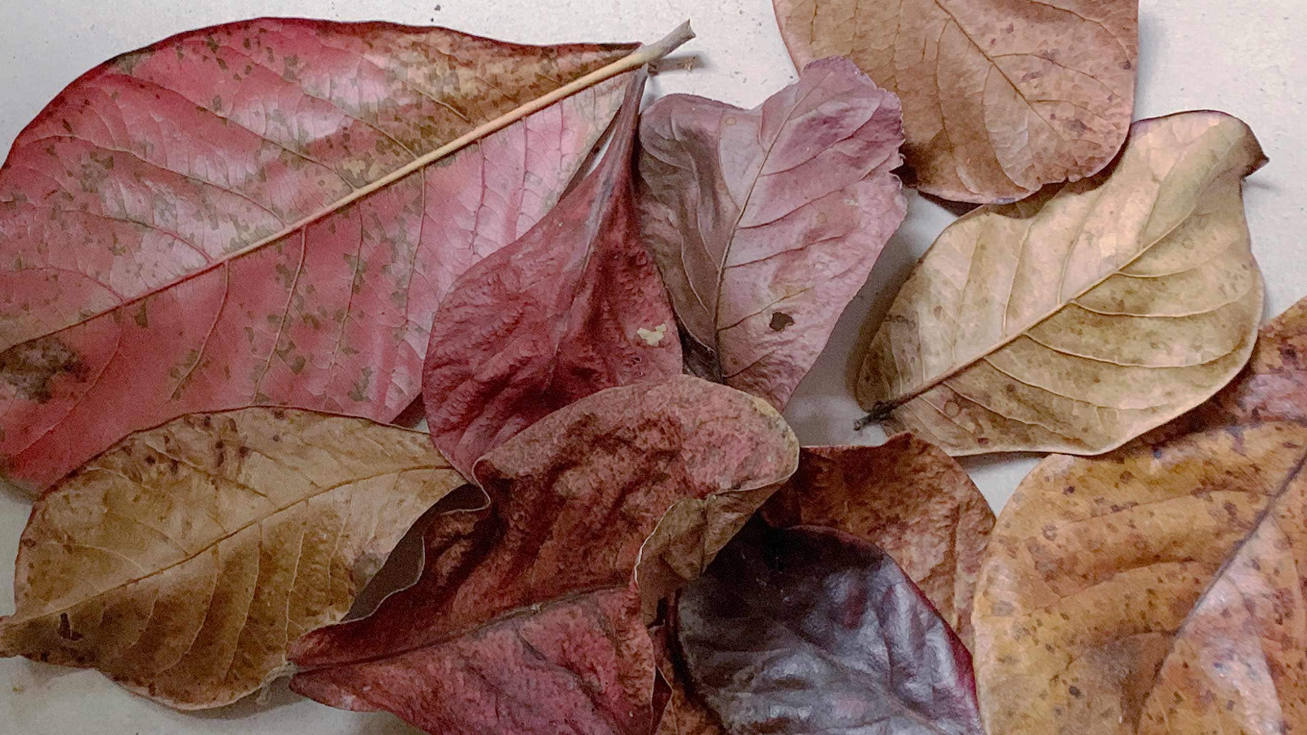 Dried Autumn maple leaves in various shades of brown and red.