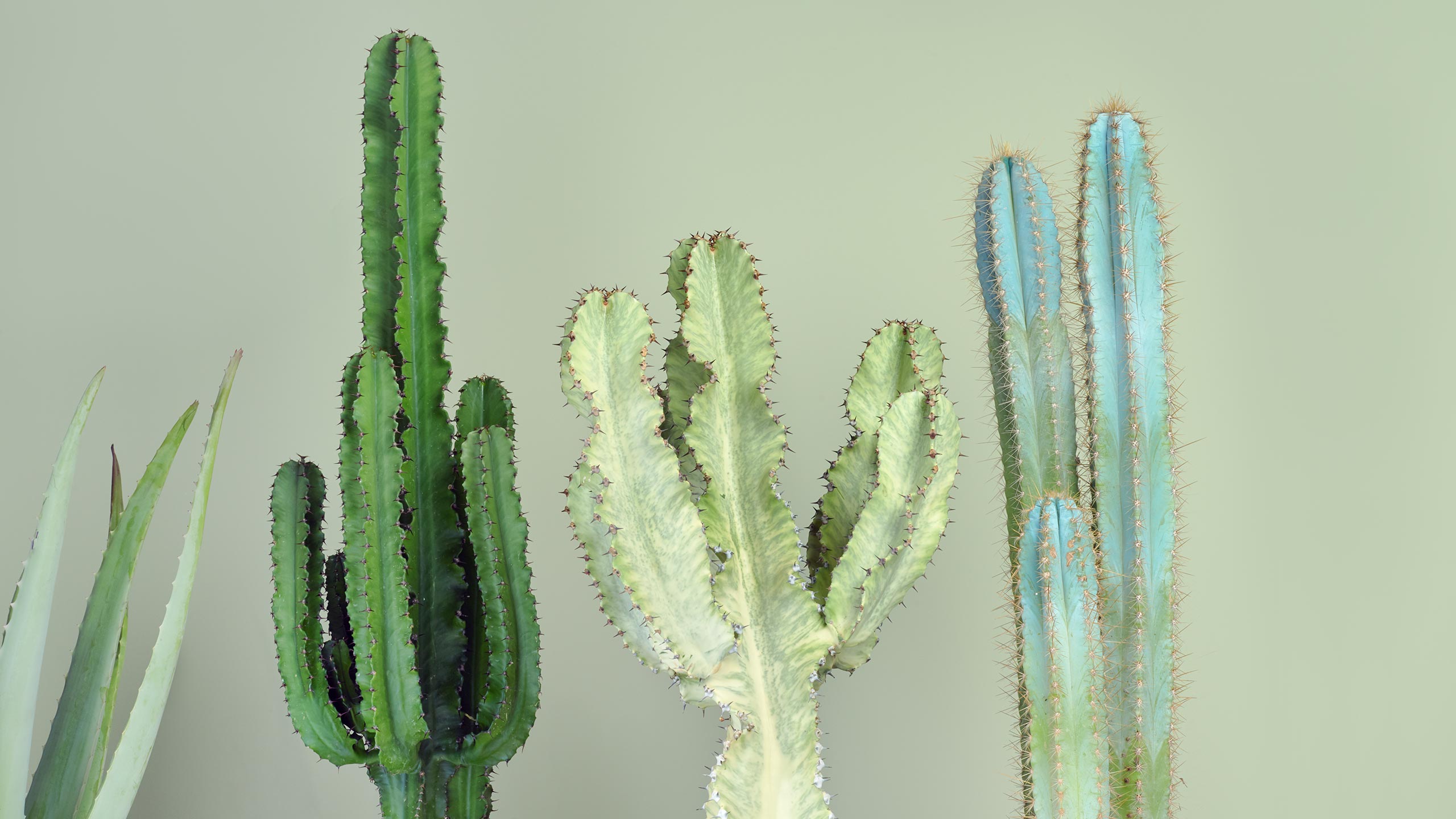 Four different species of cactus in various shades of green against a sage-coloured backdrop. 