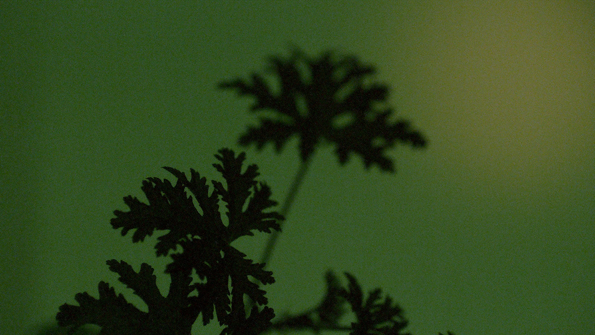 A silhouette of a geranium leaf.