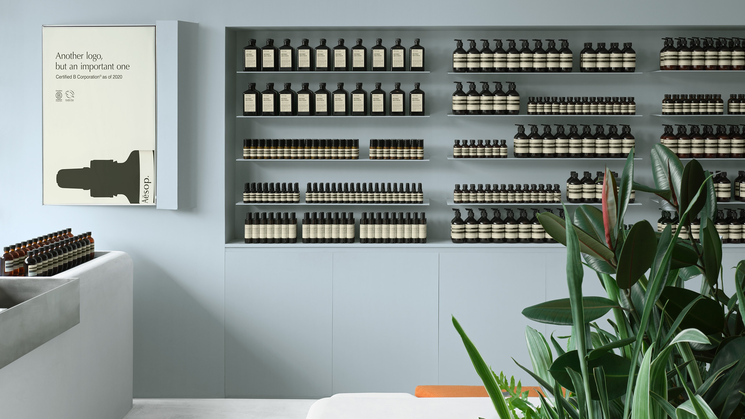 blue-grey store walls lined with product on shelves, with plants in the foreground