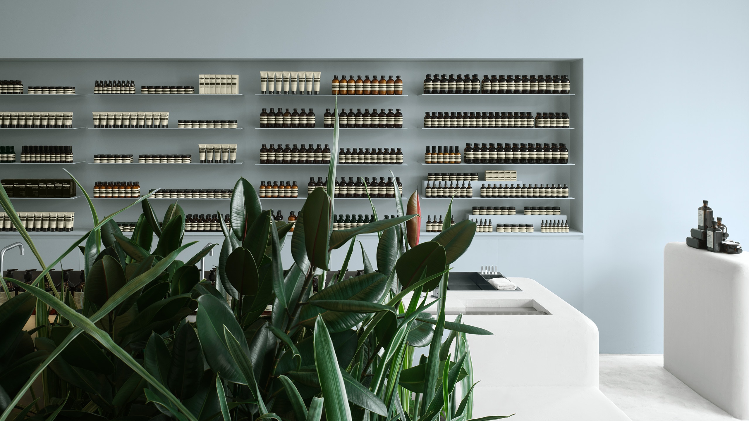 blue-grey store wall lined with product on shelves, with plants in the foreground