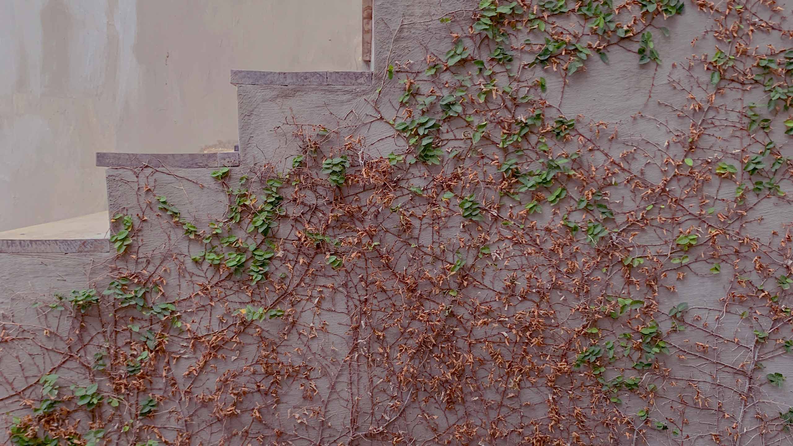 Image of a pink concrete staircase with climbing ivy. 