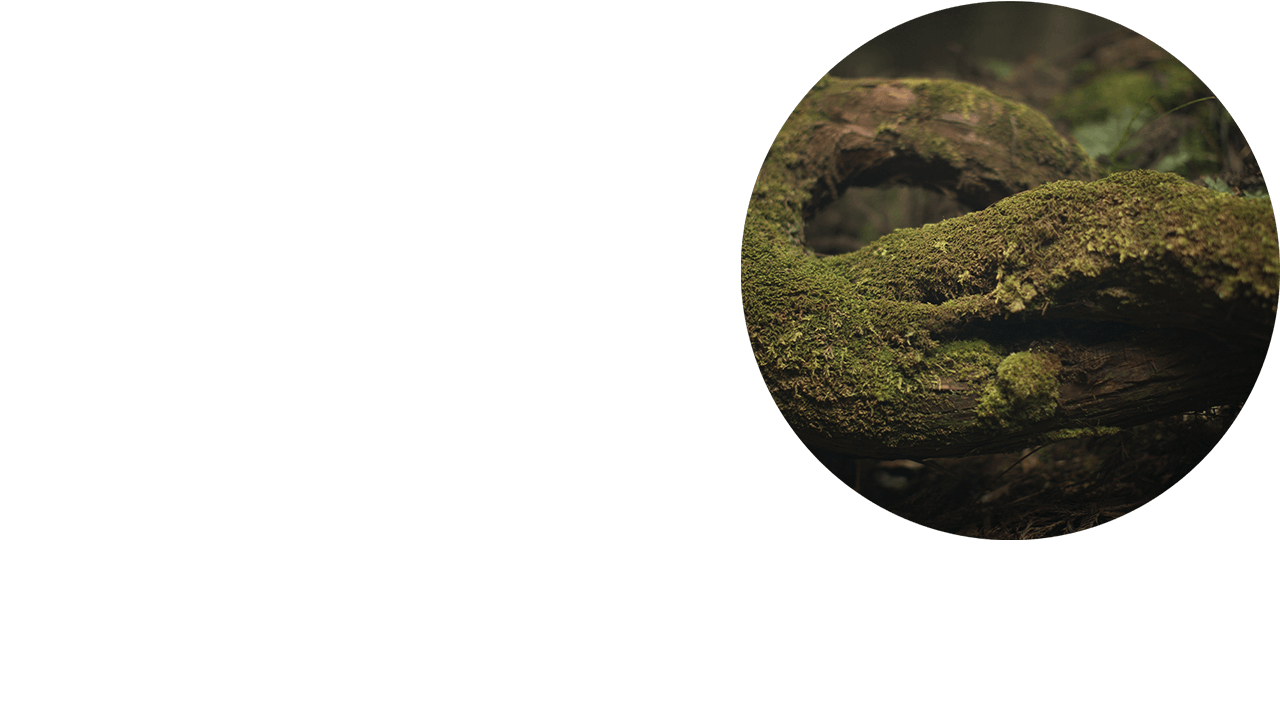 Ramas de árbol cubiertas de musgo en un bosque.