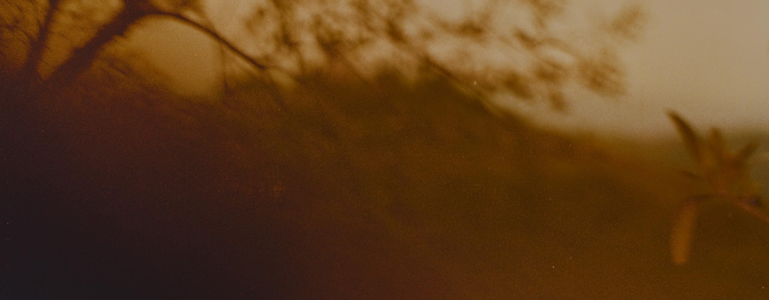 Warm golden sky radiate through the silhouetted branches and foliage of the trees