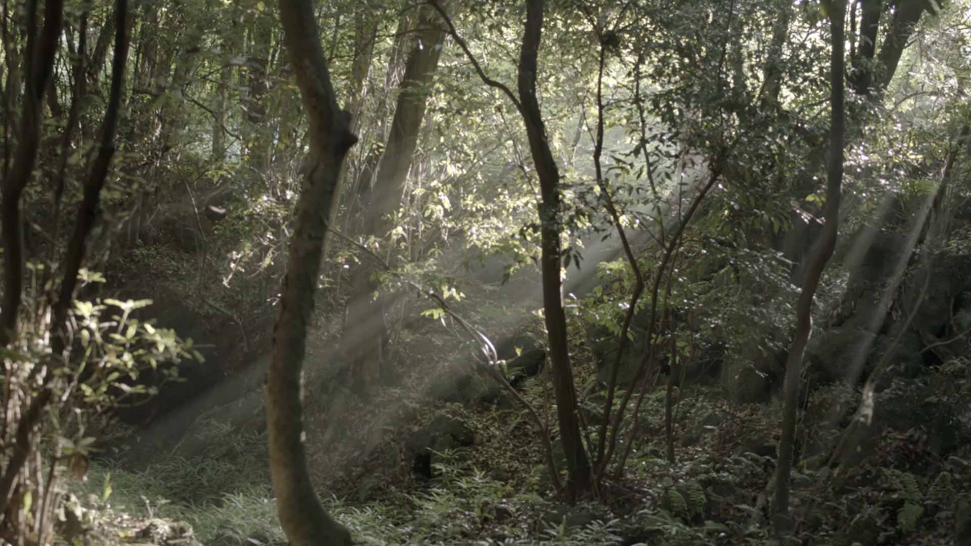 A shaft of light shining into a forested area.